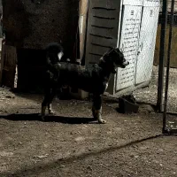 سگ نژاد دار