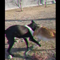 سگ سرابی|سگ|کرمانشاه, |دیوار