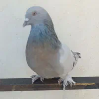 جفت سوسنی بازی کن|پرنده|ارژن, |دیوار