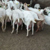 بز و نری سانن و آلپاین شیری و آبستن بصورت کیلویی