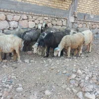 سلام فروش ۱۵ راس میش داشتی بفروش میرسد