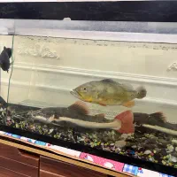 فروش‌اکواریوم با ماهی و‌لوازم