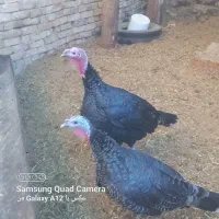 بوقلمون نر و ماده