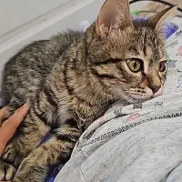 فروش گربه خانگی|گربه|محلات, |دیوار