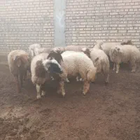بره نر و ماده تکی و جمله موجود است|حیوانات مزرعه|شوش, |دیوار