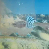 سلام   ماهی مولد گوپی کالر آنجل و فلاور