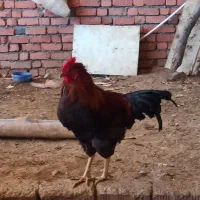 فروش خروس سرحال|حیوانات مزرعه|مریوان, |دیوار