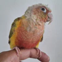 طوطی گرنچیک|پرنده|کرج, باغستان|دیوار