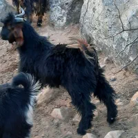 دو راس کهره سرحال