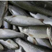 استخدام کارگر ساده