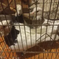 کفتر طوقی|پرنده|بندر ماهشهر, |دیوار