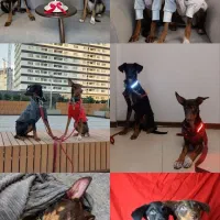 واگذاری سگ کاملا تربیت شده