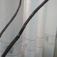 گوزن فلزی|مجسمه، تندیس، ماکت|قم, مهر آباد|دیوار