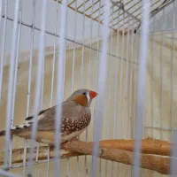 جفت فنچ مولد