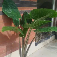 گل‌های هیدرو شده