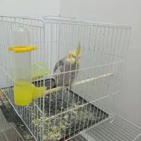 عروس هلندی نر