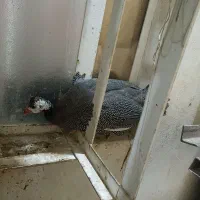 یک جفت مرغ شاخدار|حیوانات مزرعه|چغادک, |دیوار