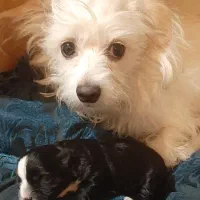 توله سگ شیتزو خالص|سگ|ری, اقدسیه|دیوار