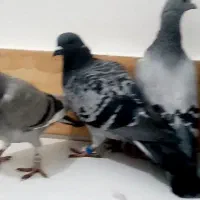 سلام دوستان|پرنده|تربت‌حیدریه, بالا ولایت|دیوار