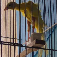 قناری جیبر سوپر رسمی|پرنده|قزوین, |دیوار