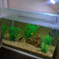 آکواریوم کوچک|ماهی|گرگان, |دیوار