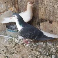 کفتر ساده چادری شهرستانی|پرنده|بومهن, |دیوار