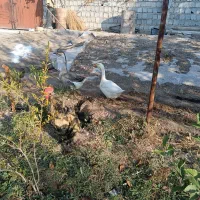 قوقاز|حیوانات مزرعه|تسوج, |دیوار