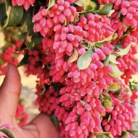 زرشک تازه ناب بیرجند|خوردنی و آشامیدنی|تربت جام, پاسداران|دیوار