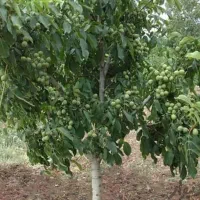 خرید واجاره گردو درصدی و سردرختی