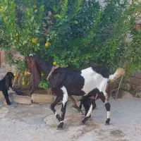 بز بز غاله پا کستانی اصل