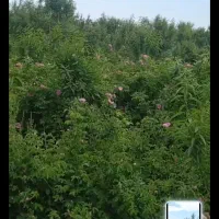 باغ ویلا ۵۰۰۰ متر نزدیک ویلاهای پزشکان در کلاکوب|فروش خانه و ویلا|مشهد, کلاکوب|دیوار