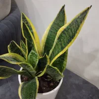 سمساری|حراج|شوشتر, |دیوار