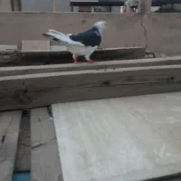 کبوتر پرشی کفتر|پرنده|تهران, مشیریه|دیوار