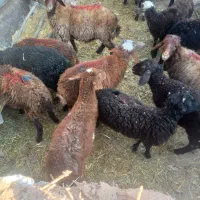 گوسفند فروشی تکی و کلی