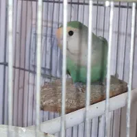 جفت کوتوله مولد با جوجه نژاد اوپال