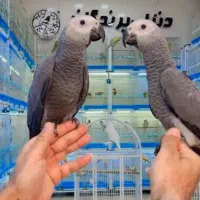 دنیای پرندگان