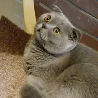 گربه نژاد اسکاتیژ به رنگ سیلوری.(طوسی) نر|گربه|مرند, |دیوار