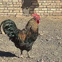 مرغ و خروس فروشی|حیوانات مزرعه|تربت جام, المهدی|دیوار