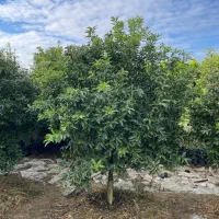 درخت کامکوات  ۶ ساله|گل و گیاه طبیعی|خرم‌آباد (تنکابن), |دیوار