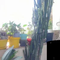 افوربیا قرمز|گل و گیاه طبیعی|رشت, کوی بیانی|دیوار