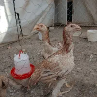 جوجه لاری