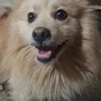 واگذاری سگ پامرین نر