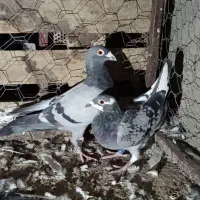 سبز ومگس