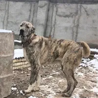 سگ خراسانی اصیل ۲۰ماهه