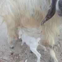 بز دوقلو زا|حیوانات مزرعه|خورموج, |دیوار