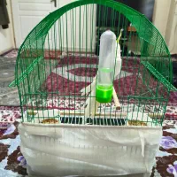 قفس عروس هلندی مرغ عشق