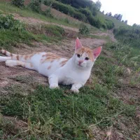 گربه|گربه|گرگان, |دیوار