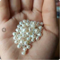 تعدادی مروارید پرورشی