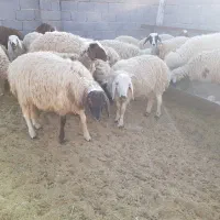 فروش ۵۰ راس بره چاق ۳۰ تا ۴۵کیلوگرم