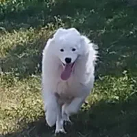 سگ گمشده